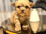 Core Tecup Toy Poodle Bebekler