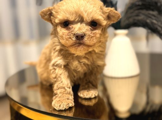 Core Tecup Toy Poodle Bebekler görsel