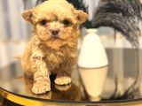 Core Tecup Toy Poodle Bebekler