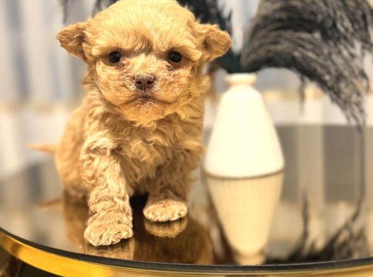 Core Tecup Toy Poodle Bebekler görsel