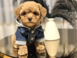Core Tecup Toy Poodle Bebekler