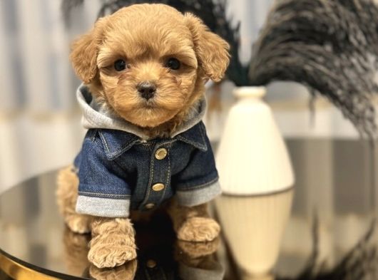 Core Tecup Toy Poodle Bebekler görsel