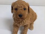 Tuvalet eğitimli poodle minnaklarım
