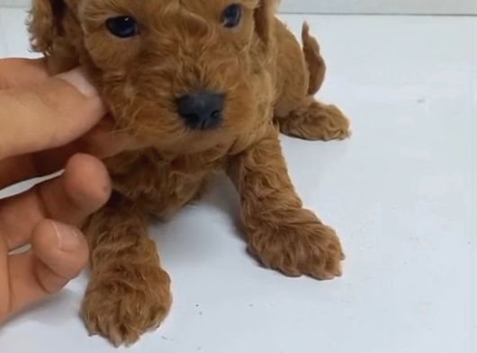 Tuvalet Eğitimli Poodle Minnaklarım görsel