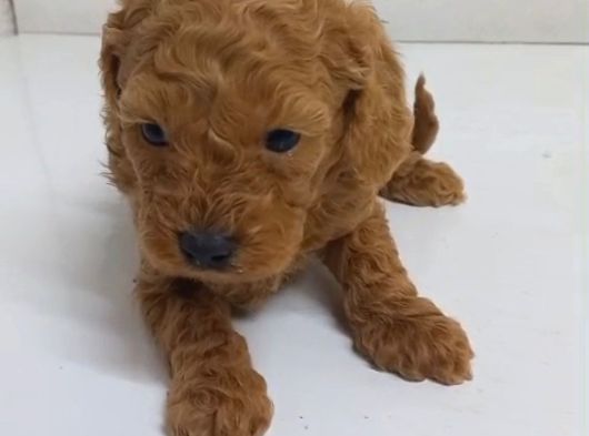 Tuvalet Eğitimli Poodle Minnaklarım görsel