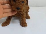 Tuvalet Eğitimli Poodle Minnaklarım
