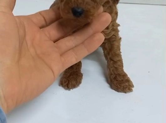 Tuvalet Eğitimli Poodle Minnaklarım görsel