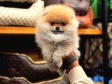 POMERIAN BOO YAVRUMUZ
