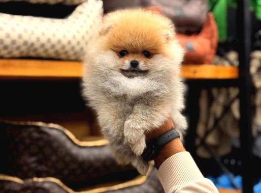 Pomerian Boo Yavrumuz