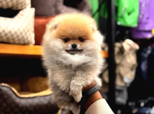 Pomerian Boo Yavrumuz görsel