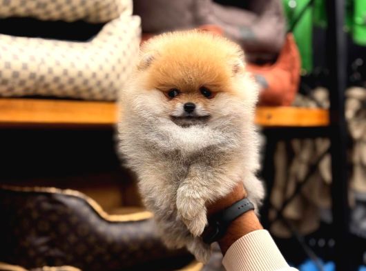 Pomerian Boo Yavrumuz görsel
