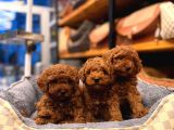 Toy Poodle Yavrularimiz