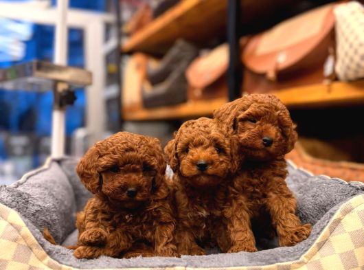 Toy Poodle Yavrularimiz görsel