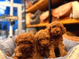 Toy Poodle Yavrularimiz