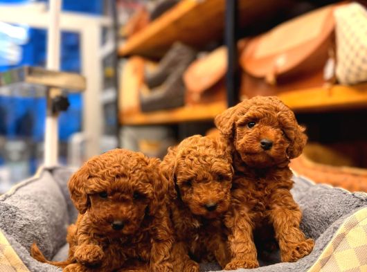Toy Poodle Yavrularimiz görsel