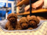 Toy Poodle Yavrularimiz
