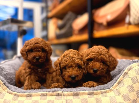 Toy Poodle Yavrularimiz görsel