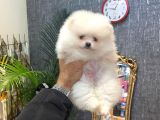 POMERANİAN BOO YAVRUMUZ