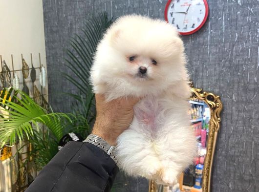 Pomerani̇an Boo Yavrumuz