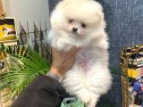 Pomerani̇an Boo Yavrumuz