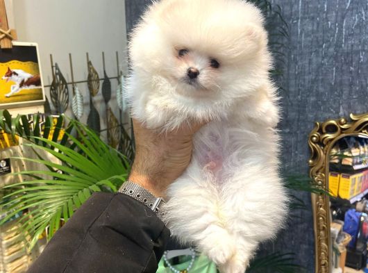 Pomerani̇an Boo Yavrumuz görsel
