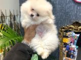 Pomerani̇an Boo Yavrumuz