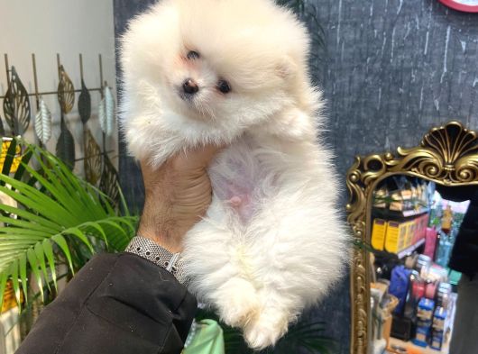 Pomerani̇an Boo Yavrumuz görsel
