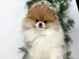 Pomerian Boo Yavrumuz