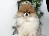 POMERIAN BOO YAVRUMUZ