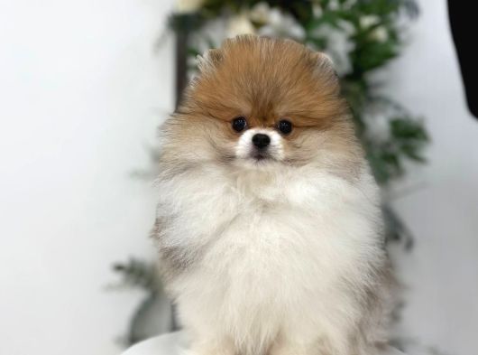 Pomerian Boo Yavrumuz