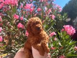 40 Günlük Mini Poodle Yavru  Yeni Yuvasını Arıyor