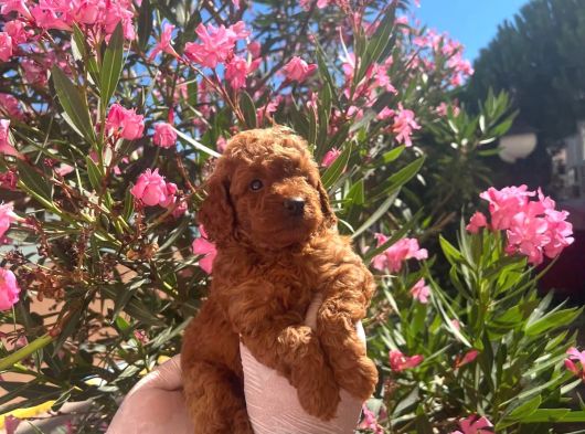 40 Günlük Mini Poodle Yavru  Yeni Yuvasını Arıyor görsel