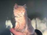 Longhair lilac kız