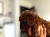 Dişi Red Brown Kg Garantili Toy Poodle Yavru