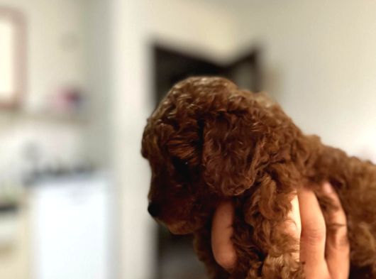 Dişi En Koyusundan Poodle Yavrumuz Teacup görsel