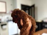 Dişi En Koyusundan Poodle Yavrumuz Teacup