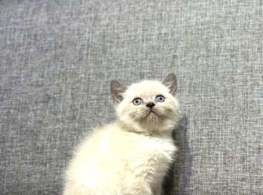 A Kalite Lilac Yavrular Yeni Sahiplerini Arıyor görsel