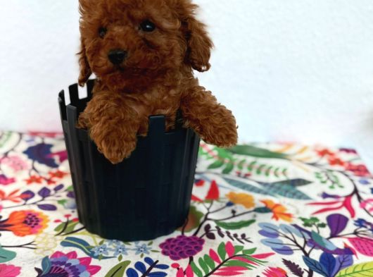 40 Günlük Mini Poodle Yavru  Yeni Yuvasını Arıyor görsel