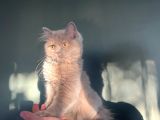 Longhair Lilac Kız