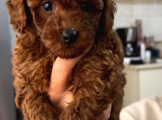 Dişi Red Brown Kg Garantili Toy Poodle Yavru