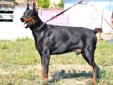 Safkan Irk Garantili King Doberman Yavrularımız