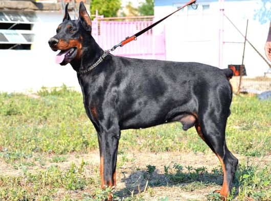 Safkan Irk Garantili King Doberman Yavrularımız görsel