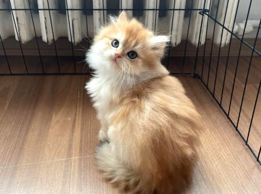 1 Kalite Golden British Longhair Ny12 Di̇şi̇