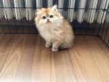 1 Kalite Golden British Longhair Ny12 Di̇şi̇