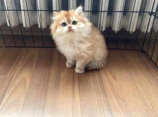 1 Kalite Golden British Longhair Ny12 Di̇şi̇ görsel