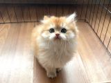 1 Kalite Golden British Longhair Ny12 Di̇şi̇