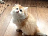 1 Kalite Golden British Longhair Ny12 Di̇şi̇