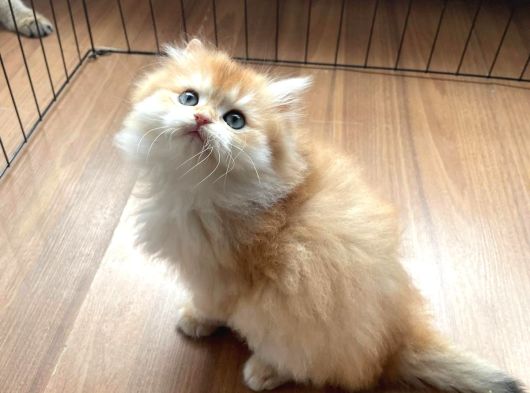 1 Kalite Golden British Longhair Ny12 Di̇şi̇ görsel
