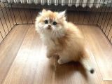 1 Kalite Golden British Longhair Ny12 Di̇şi̇
