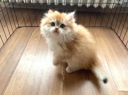 1 Kalite Golden British Longhair Ny12 Di̇şi̇ görsel